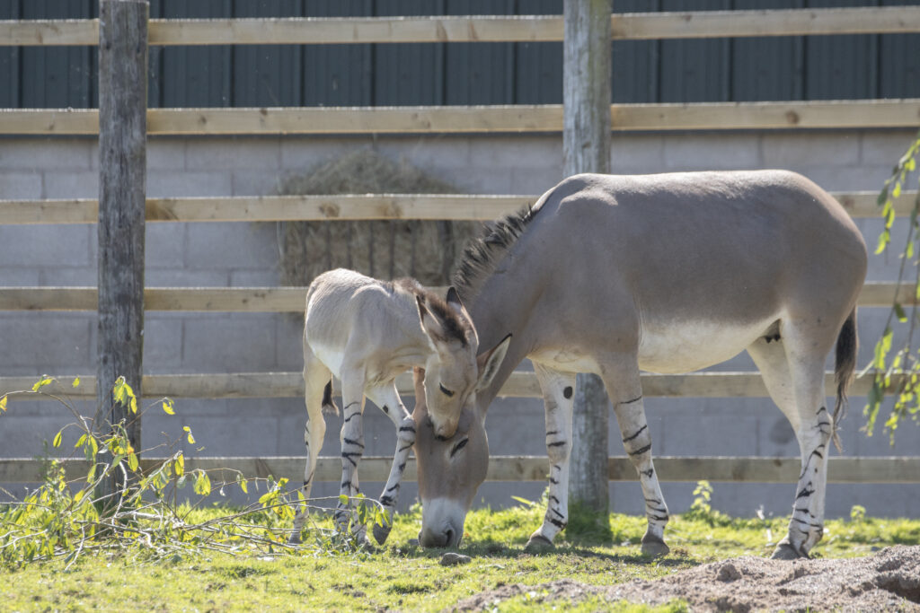 Foal and mother bonding