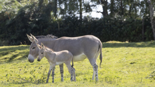 First Somali wild ass born in the UK this year