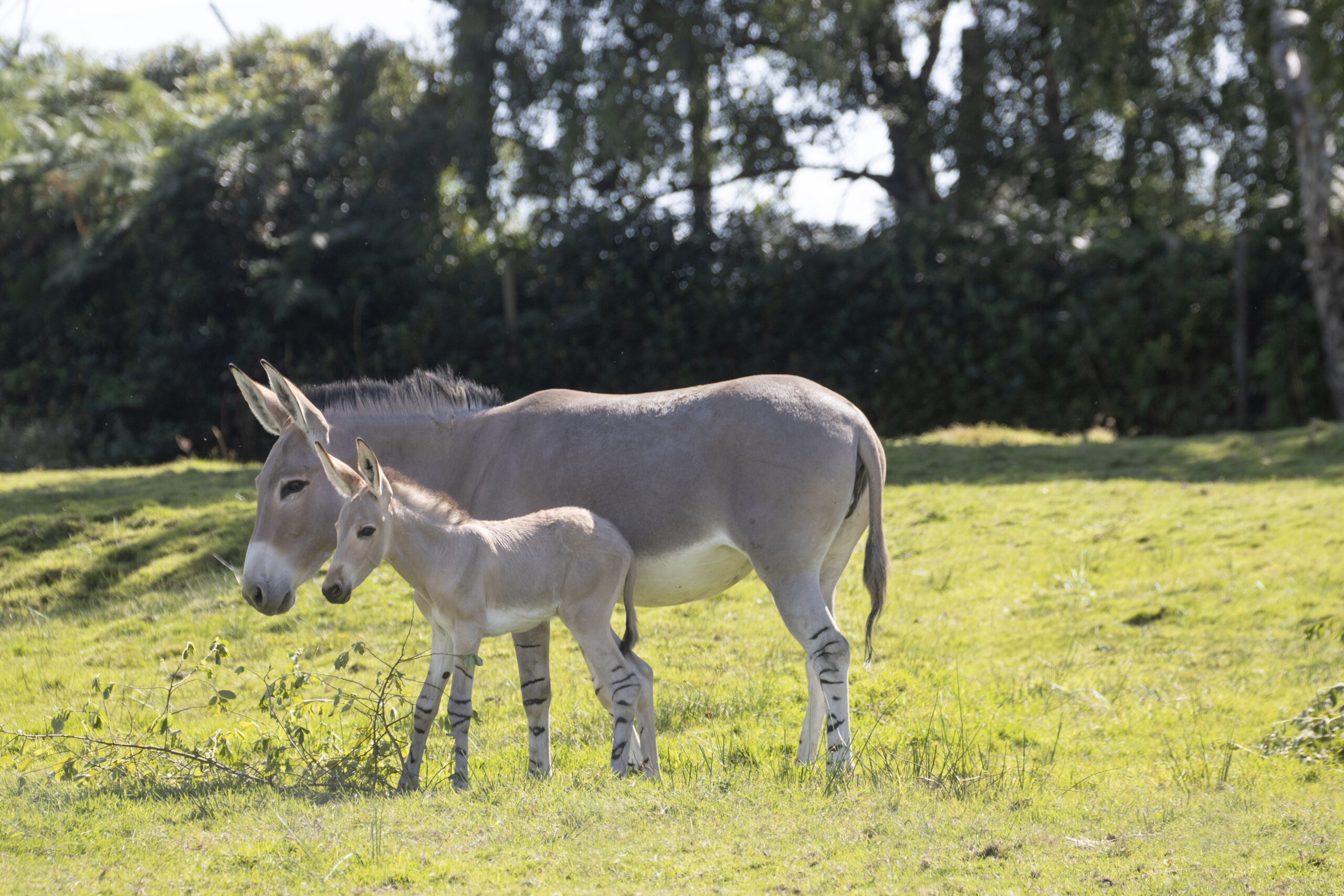 First Somali wild ass born in the UK this year