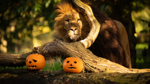 Lion and pumpkins at Knowsley Safari