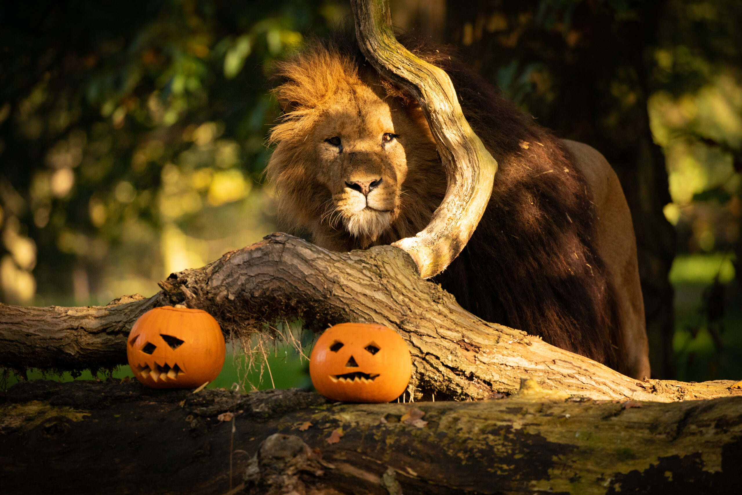 Lion and pumpkins at Knowsley Safari