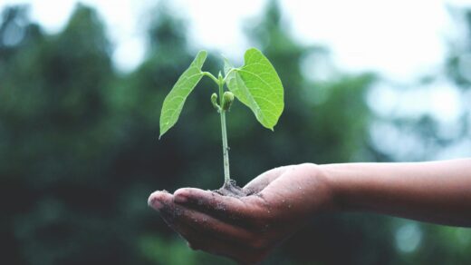 Person holding green plant