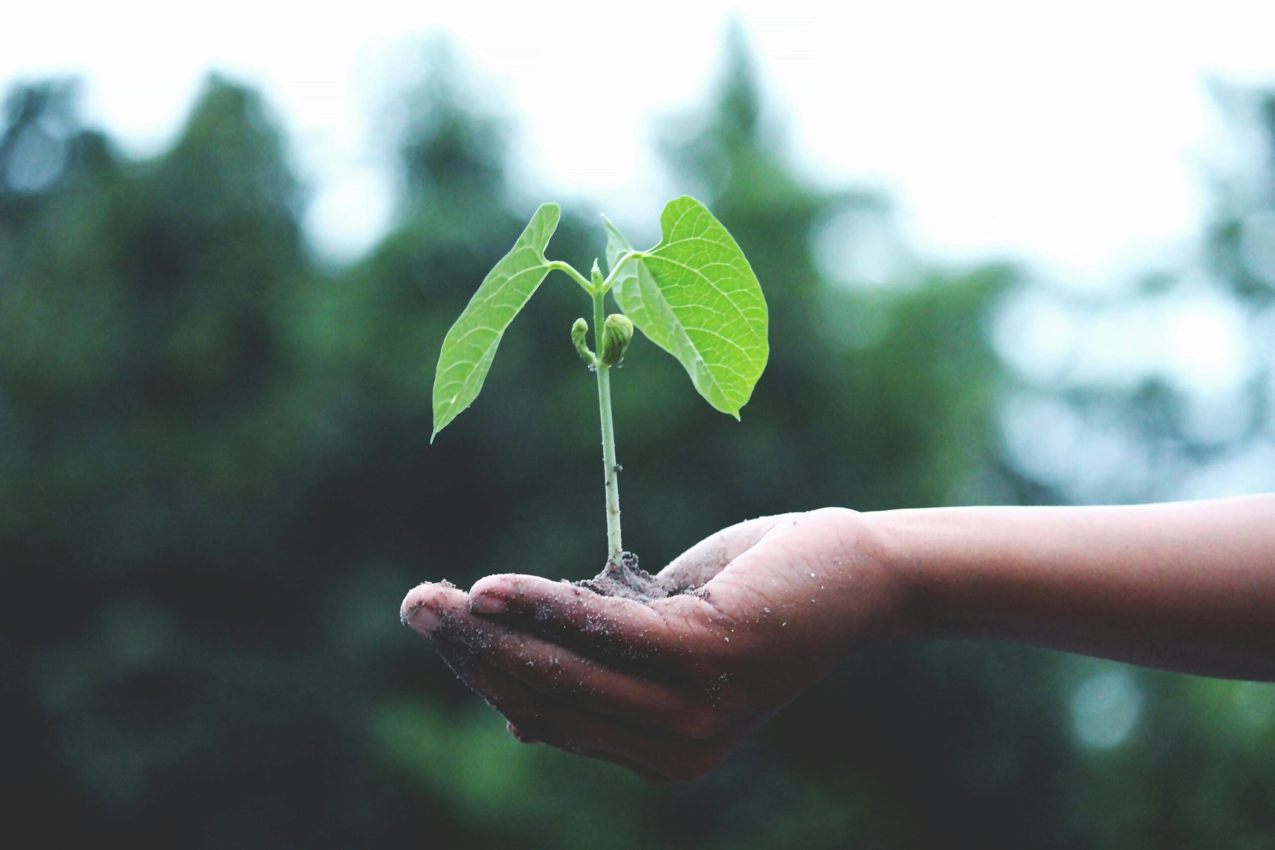 Person holding green plant