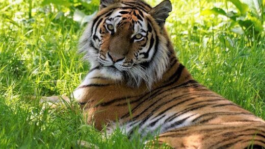 Yuki, the Amur tiger.